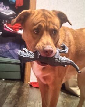 Bella -  Pit Bull Terrier Dog for Adoption in Denton, Texas - Bella | PetCurious