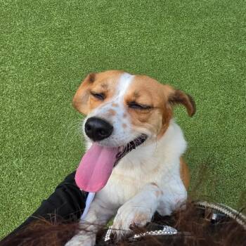 PEAK -  Mixed Breed Dog for Adoption in Greensboro, North Carolina - PEAK | PetCurious