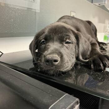 Earl -  Black Labrador Retriever and Mixed Breed Dog for Adoption in Saint Joseph, Missouri - Earl | PetCurious