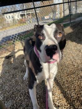 Rescue Pit Bull Terrier and Mixed Breed Dogs for Adoption in Anderson, Indiana - Jordan | PetCurious