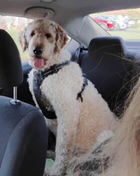 Golden Retriever and Standard Poodle Dogs Available for Adoption in Oakland Park, Florida - Pookie | PetCurious