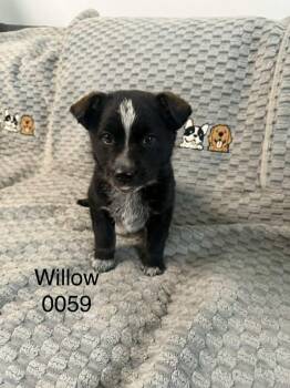 Shepherd Dogs Available for Adoption in Hop Bottom, Pennsylvania - Willow | PetCurious