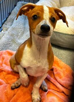 Miley -  Chihuahua Dog for Adoption in Elizabethton, Tennessee - Miley | PetCurious