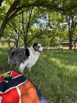 Australian Shepherd Dogs Available for Adoption in Ontario, California - Olaf TN | PetCurious