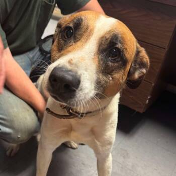 Rescue Hound and Mixed Breed Dogs for Adoption in Hackett, Arkansas - Boss | PetCurious