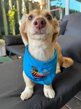 Marli -  Dachshund Dog for Adoption in West Columbia, South Carolina - Marli | PetCurious