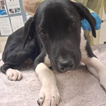 Tell Your Cat I Said PSPSPS -  Mixed Breed Dog for Adoption in Murray, Utah - Tell Your Cat I Said PSPSPS | PetCurious