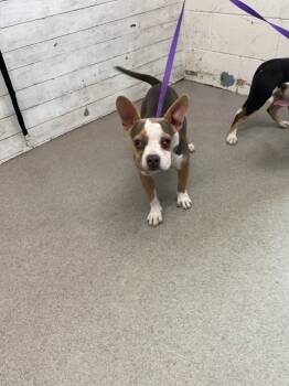 Rescue Pit Bull Terrier and Mixed Breed Dogs for Adoption in San Bernardino, California - GINGER | PetCurious