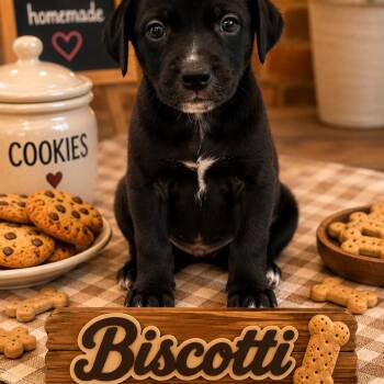 Biscotti -  Black Labrador Retriever Dog for Adoption in Hohenwald, Tennessee - Biscotti | PetCurious