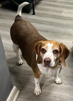 Beagle Dogs Available for Adoption - Parky | PetCurious