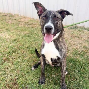 Bourbon -  Mountain Cur and Mixed Breed Dog for Adoption in Tulsa, Oklahoma - Bourbon | PetCurious