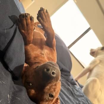Chico -  Dachshund Dog for Adoption in Homestead, Florida - Chico | PetCurious