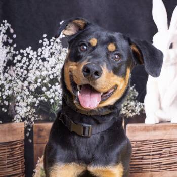 Rottweiler and Australian Cattle Dog Blue Heeler Dogs Available for Adoption - Loki | PetCurious