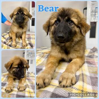 Bear -  Great Pyrenees and Mixed Breed Dog for Adoption in Opelika, Alabama - Bear | PetCurious