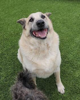 Anatolian Shepherd and Mixed Breed Dogs Available for Adoption - Nick | PetCurious