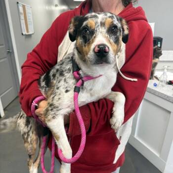 Australian Shepherd and Mixed Breed Dogs Available for Adoption in Normal, Illinois - Dixie | PetCurious
