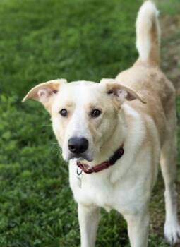 Arron -  Mixed Breed Dog for Adoption in Hamilton, Ohio - Arron | PetCurious
