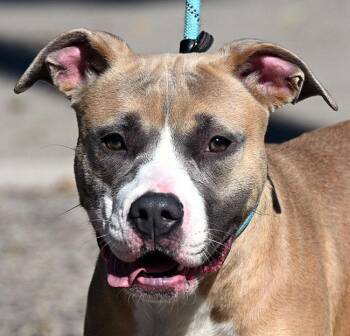 Rescue Boxer Dogs for Adoption in New Haven, Connecticut - #249 Shay | PetCurious