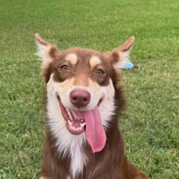 Honey Bear (20260816-01) -  Shepherd Dog for Adoption in Niagara Falls, Ontario - Honey Bear (20260816-01) | PetCurious