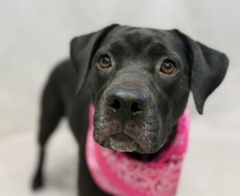 Ari -  Black Labrador Retriever and Terrier Dog for Adoption in Sanford, Florida - Ari | PetCurious