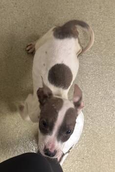 Rescue Pit Bull Terrier Dogs for Adoption in Napa, California - Hot Dog | PetCurious