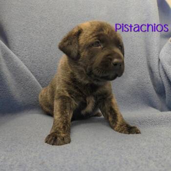 Pistachios -  Mixed Breed Dog for Adoption in Parkersburg, West Virginia - Pistachios | PetCurious