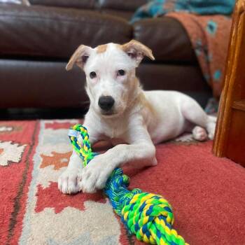 Coconut -  Labrador Retriever and Pit Bull Terrier Dog for Adoption in Warren, Rhode Island - Coconut | PetCurious