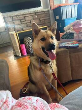 Poppy -  Mixed Breed Dog for Adoption in Athens, Ontario - Poppy | PetCurious