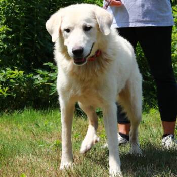CT Oslo -  Great Pyrenees and Mixed Breed Dog for Adoption in Stormville, New York - CT Oslo | PetCurious