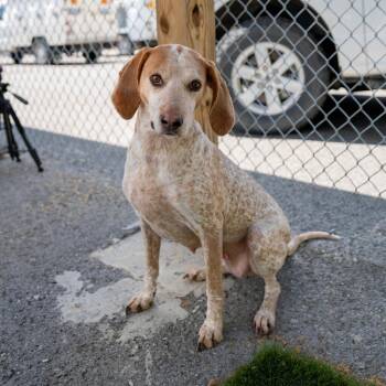 Lucy CS -  Coonhound Dog Available for Adoption in Columbia, Maryland - Lucy CS | PetCurious