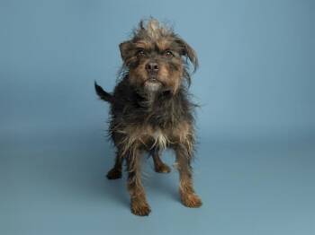 Border Terrier and Mixed Breed Dogs Available for Adoption in Phoenix, Arizona - BETH | PetCurious