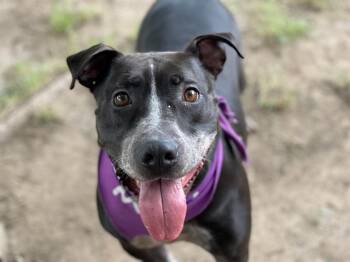 Labrador Retriever and Australian Cattle Dog Blue Heeler Dogs Available for Adoption in Tulsa, Oklahoma - KAVU | PetCurious