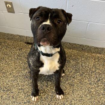 Blueberry -  Mixed Breed Dog for Adoption in Fairport, New York - Blueberry | PetCurious