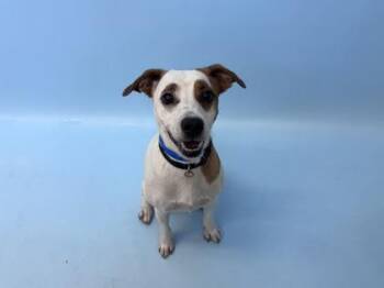 Schmidt -  Parson Russell Terrier and Mixed Breed Dog for Adoption in Woodbury, Minnesota - Schmidt | PetCurious