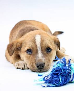 Siberian Husky and Rat Terrier Dogs Available for Adoption in Morton Grove, Illinois - Petrie | PetCurious