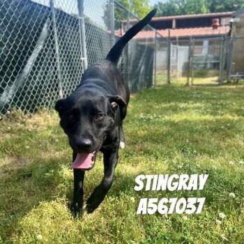 Labrador Retriever and Mixed Breed Dogs Available for Adoption - STINGRAY | PetCurious
