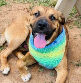 Rescue Shar Pei and Mixed Breed Dogs for Adoption in Seneca, South Carolina - Antonio HW+ Fee Waived | PetCurious
