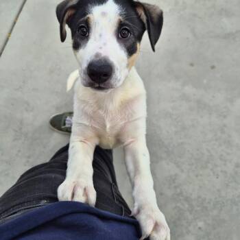 Shepherd and Mixed Breed Dogs Available for Adoption in Riverside, California - Seashell | PetCurious