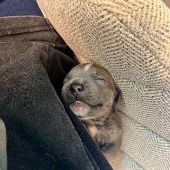 August -  Pit Bull Terrier Dog for Adoption in Durham, North Carolina - August | PetCurious