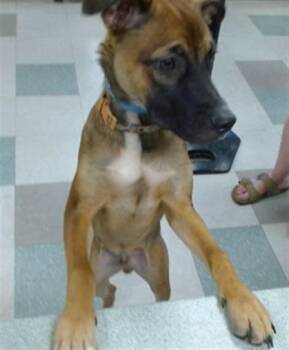 A479805 -  Belgian Shepherd Malinois Dog for Adoption in Oklahoma City, Oklahoma - A479805 | PetCurious