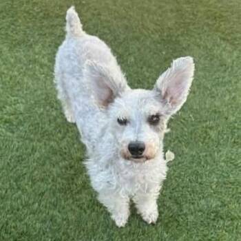 Skye *Arriving 11/6* D12946 -  Schnauzer and Terrier Dog for Adoption - Skye *Arriving 11/6* D12946 | PetCurious