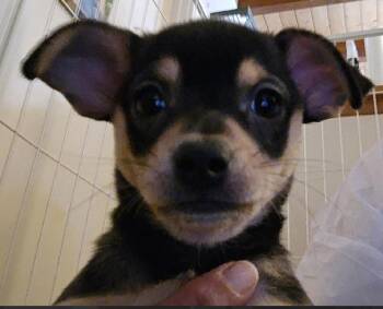 Lizzy -  Chihuahua and Terrier Dog for Adoption in Aurora, Colorado - Lizzy | PetCurious