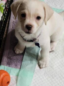 Willy Wonka -  Chihuahua and Terrier Dog Available for Adoption in Mesa, Arizona - Willy Wonka | PetCurious