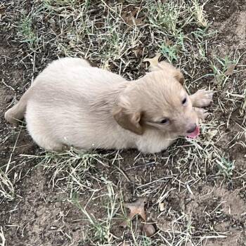 Dallas -  Dachshund Dog for Adoption in Midland, Texas - Dallas | PetCurious