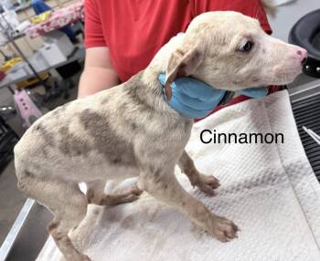Rescue Catahoula Leopard Dog Dogs for Adoption in Crystal Springs, Mississippi - Cinnamon | PetCurious