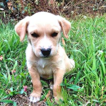 Border Collie and Labrador Retriever Dogs Available for Adoption in Rutherfordton, North Carolina - Ozzy | PetCurious