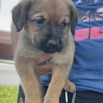 WV Puppy Shelia -  German Shepherd Dog and Mixed Breed Dog for Adoption in Fairfax Station, Virginia - WV Puppy Shelia | PetCurious