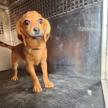Cinnamon -  Chihuahua and Mixed Breed Dog for Adoption in Birmingham, Alabama - Cinnamon | PetCurious