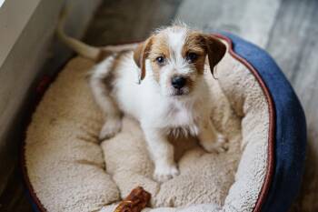 Alan -  Jack Russell Terrier and Shih Tzu Dog for Adoption in Lampasas, Texas - Alan | PetCurious