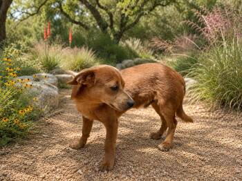 Jackson -  Dachshund Dog for Adoption in Helotes, Texas - Jackson | PetCurious